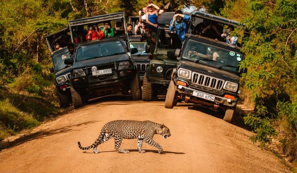 Crowds-in-Yala-national-park