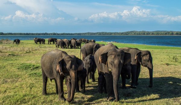 Herd-of-Elephants-in-Minneriya-National-Park