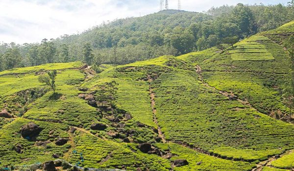 nuwaraeliya_p_bg