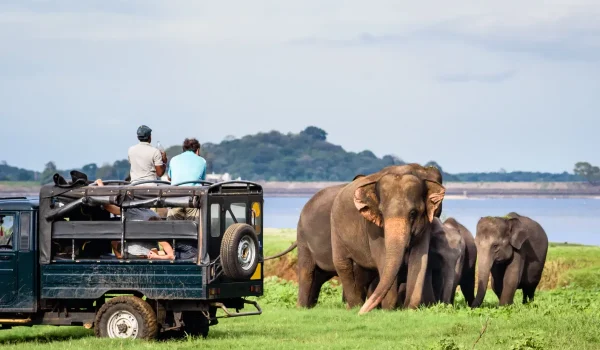 udawalawe-national-park