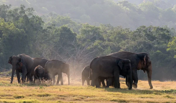 wasgamuwa-reiseort-nationalpark-elefanten-wiese-natucate
